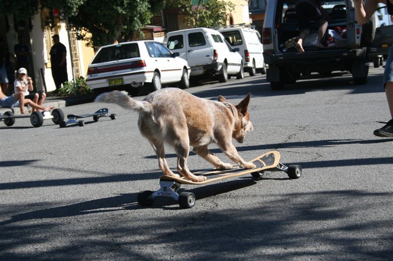 File:Cattle dog skating.jpg