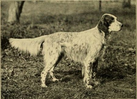 File:English setter - Laverack bloodline.jpg