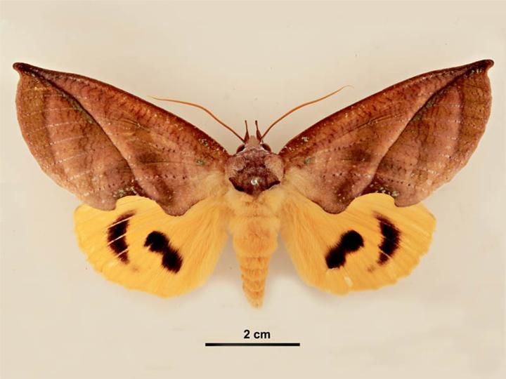 File:Eudocima aurantia male dorsal.jpg