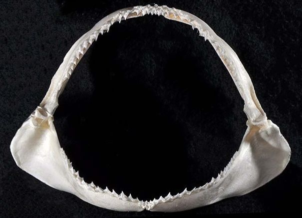 File:Galeorhinus galeus jaws.jpg