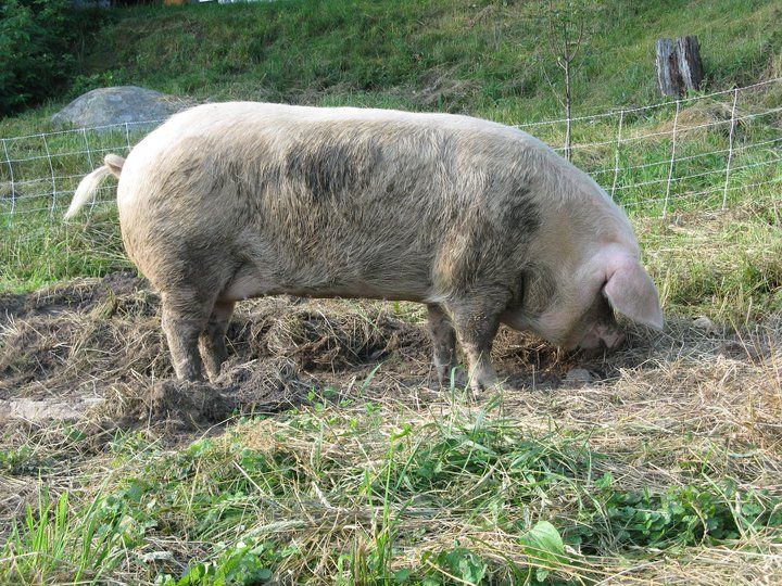 File:Gloucestershire Old Spot sow.jpg