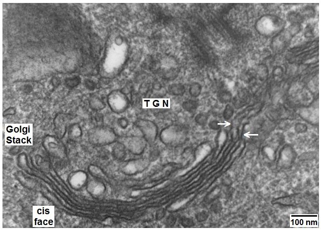 File:GolgilTGNc.jpg