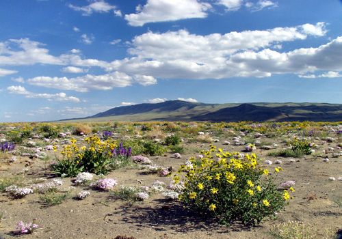 File:Hare desert-blooms.jpg