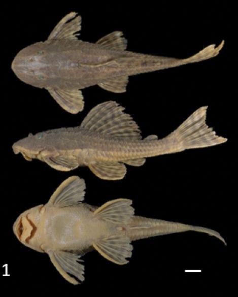 File:Hypostomus ancistroides.jpg