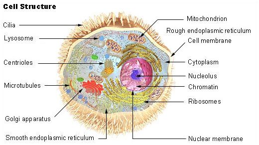 File:Illu cell structure.jpg