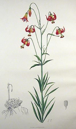 File:Lilium occidentale.jpg