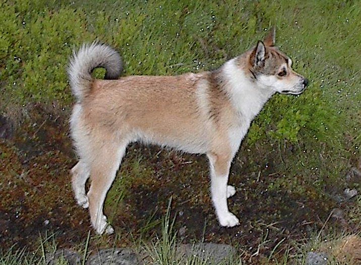 File:Lundehund-2003.jpg