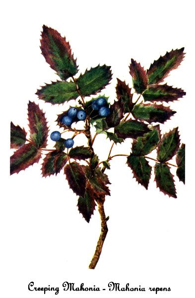 File:Mahonia repens-2, by Mary Vaux Walcott.jpg