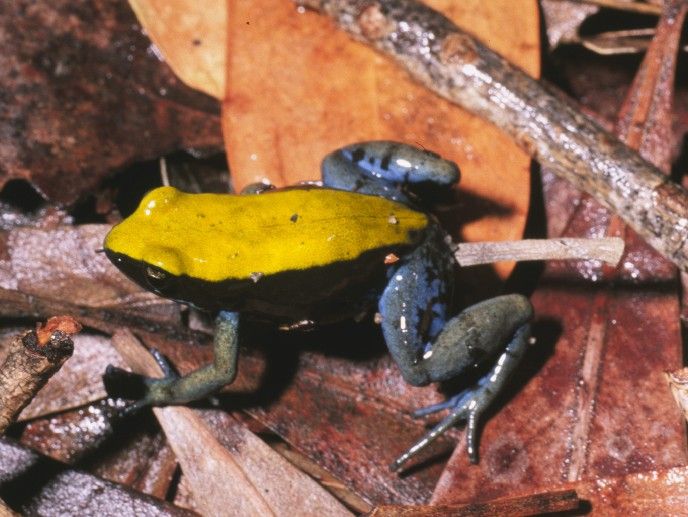 File:Mantella expectata01.jpg