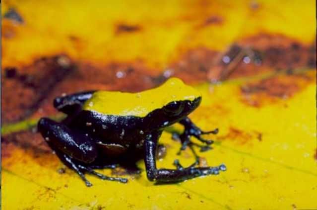 File:Mantella laevigata01.jpg