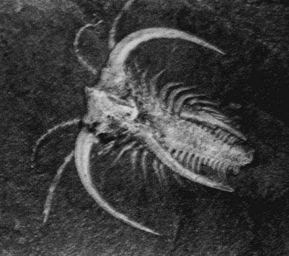 File:Marrella from Burgess Shale Fossils.jpg