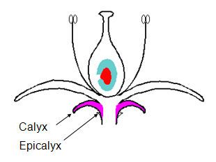 File:Mbo7.jpg