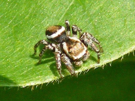 File:MontrealJumpingSpider8.jpg