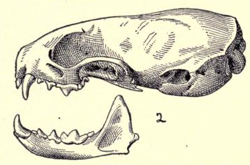 File:Mustelaerminacicognaniskull.png