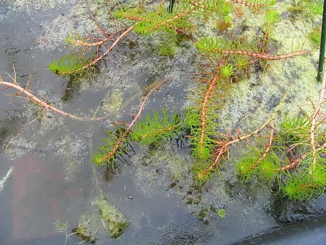 File:Myriophyllum aquaticum 0zz.jpg