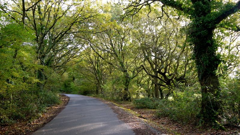 File:Norleywood Road (geograph 3739613).jpg