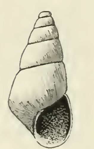 File:Odostomia barkleyensis 001.png