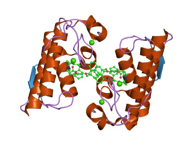 File:PDB 1j1a EBI.jpg