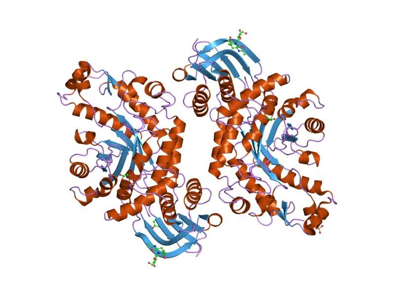 File:PDB 1nou EBI.jpg