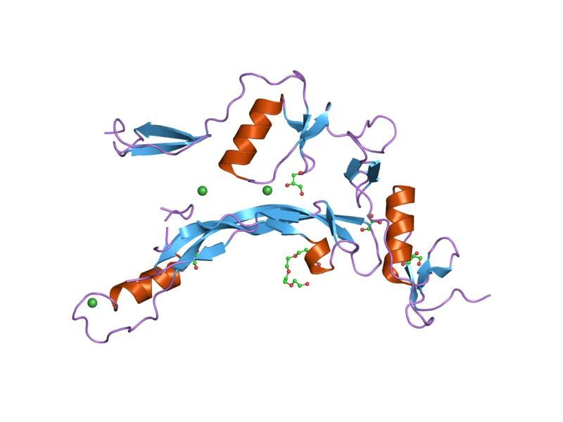 File:PDB 2arp EBI.jpg