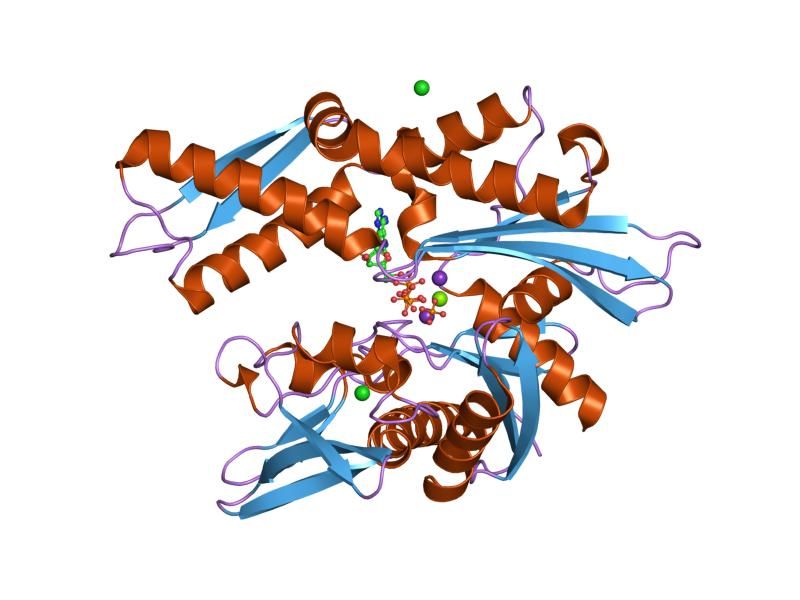 File:PDB 2bup EBI.jpg