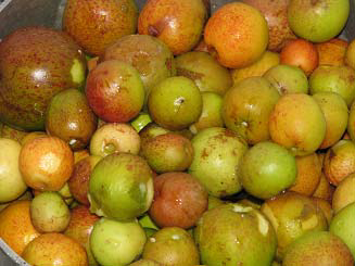 File:Picked mangaba fruit.png