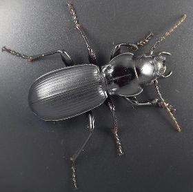 File:Pterostichus lama.jpg