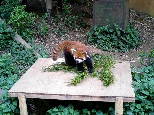 File:Red panda fuuta.jpg