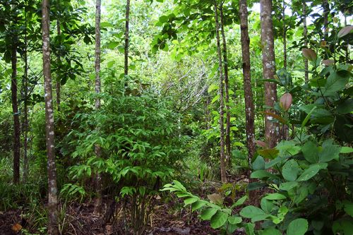 File:Reforestation 6 year.JPG