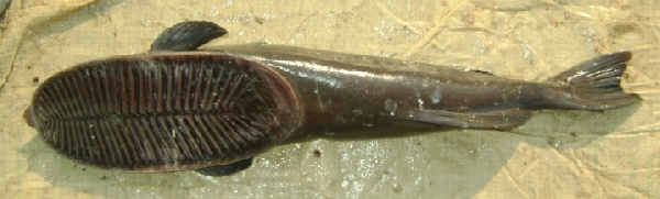 File:Remora australis.png