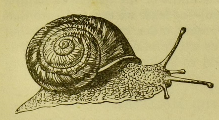 File:Snailwaterhouse.png