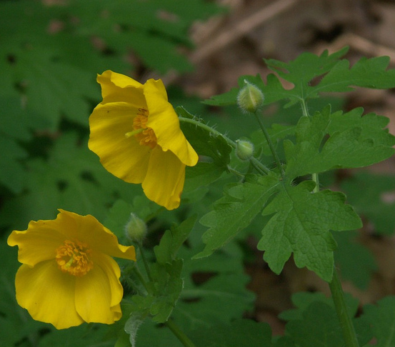 File:Stylophorum diphyllum flowers cropped.png