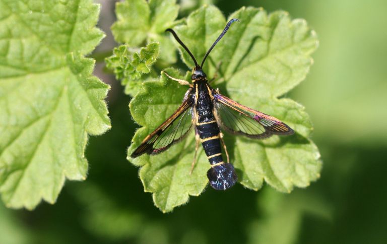 File:Synanthedon tipuliformis 01.jpg