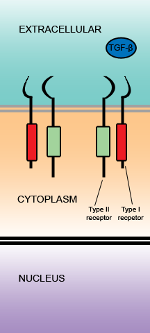 File:TGFBeta step1.png