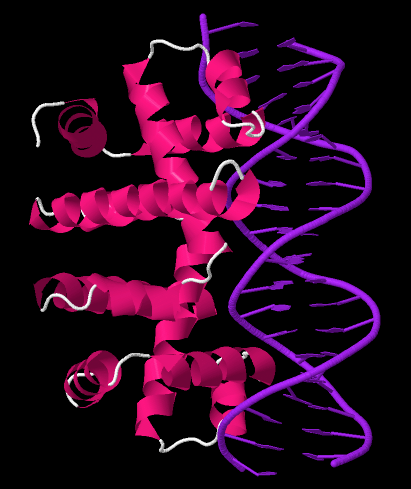 File:Trp repressor dimer and operator.png