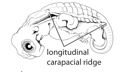 File:X2. Longitudinal carapacial ridge (S02b).png