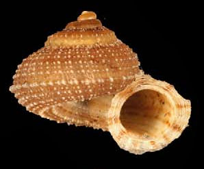 File:Abbottella calliotropis shell.png