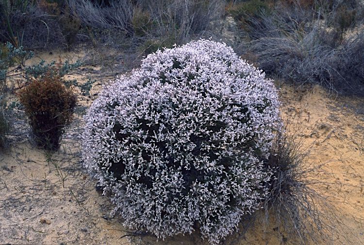 File:Conospermum distichum habit.jpg