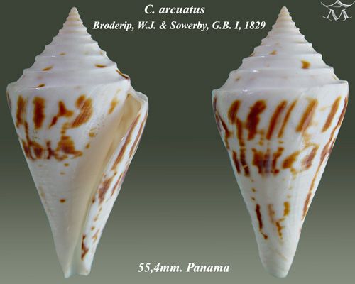 File:Conus arcuatus 1.jpg