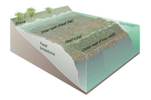 File:Coral reef diagram.jpg