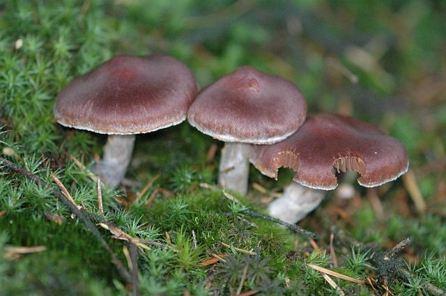 File:Cortinarius.evernius.-.lindsey.jpg