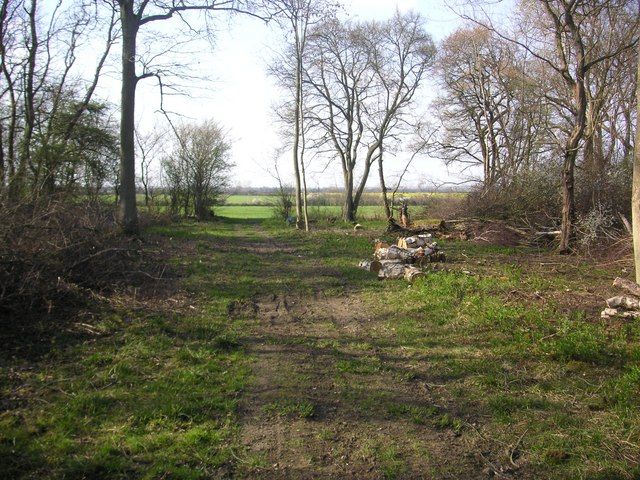 File:Eversden Wood - geograph.org.uk - 395637.jpg