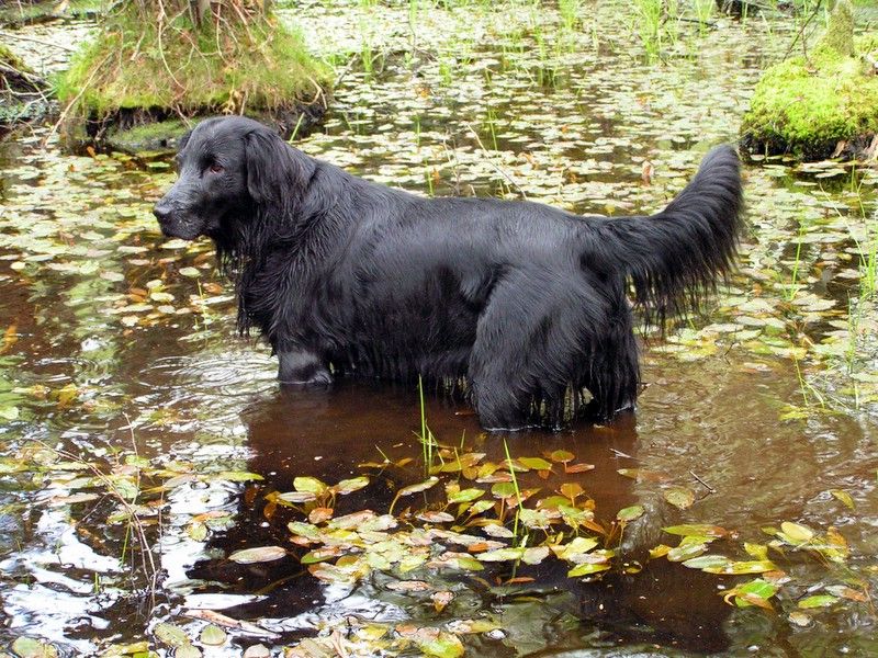 File:Flatcoated Retriever Image 001.jpg