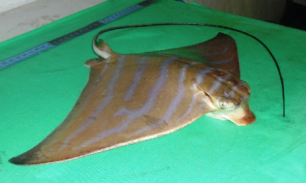 File:Frontal view of banded eagle ray.png