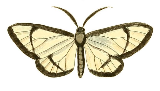 File:Illustrations of Exotic Entomology Callimorpha Diaphana.jpg