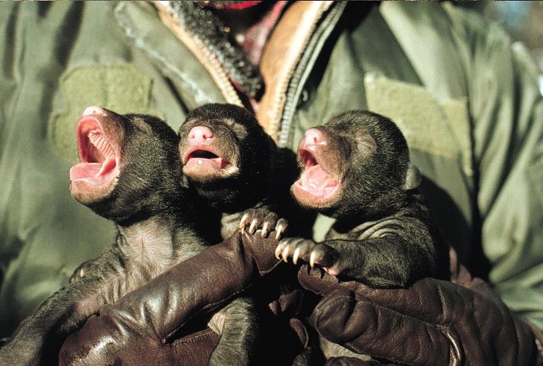 File:Inspecting Newborn Black Bear Cubs.jpg