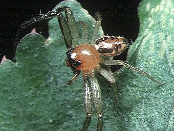 File:Lysiteles.miniatus.male.-.tanikawa.jpg