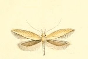 File:Megacraspedus binotella.jpg