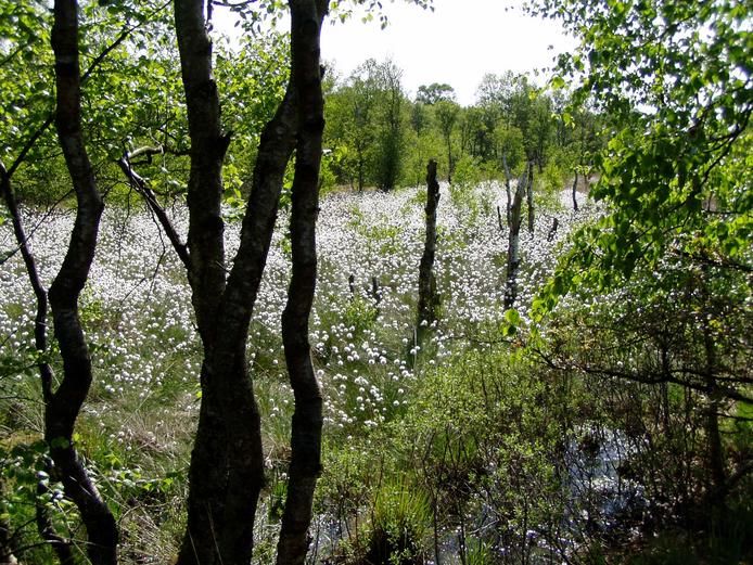 File:Naturschutzgebiet Stoteler Moor- Feuchtgebiet mit Wollgras.jpg