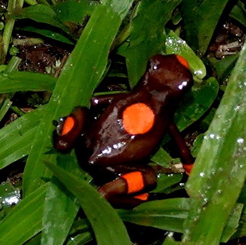 File:Oophaga histrionica 118831313.jpg